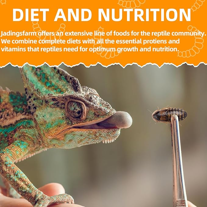 6 Pack Canned Dubia Roaches for Reptiles, Birds and Small Animals, Dubia Roaches, Healthy High Protein Treat, Reptile Food 7.2 Ounces Total