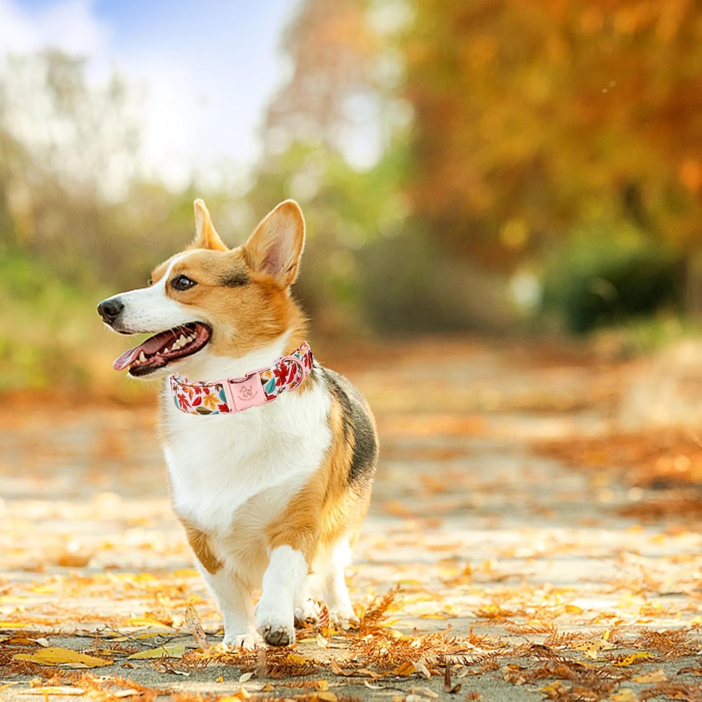 Elegant little tail Fall Dog Collar, Autumn Leaves Pet Collar Durable Dog Collars Male or Female Holiday Pet Gift Adjustable Dog Collar for Large Dogs