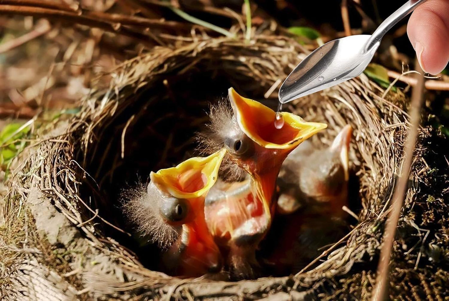 Baby Bird Feeding Syringe Feeding Tubes for Birds Parrot Hand Feeding Syringe with 6 Pcs Curved Gavage Tubes and Stainless Steel Metal Feeding Spoon (50ML)