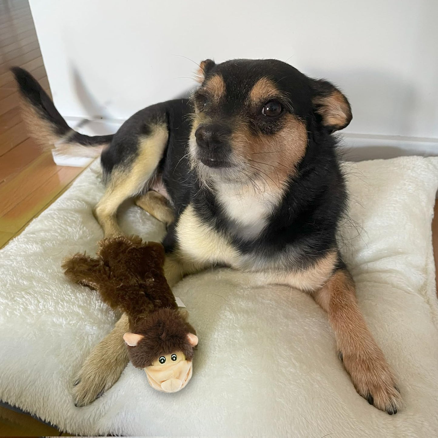 Best Pet Supplies Squeaky Dog Toys with Soft Durable Fabric for Small, Medium and Large Pets Interactive Toy for Indoor Play, Supports Active Biting and Play - Monkey, Small