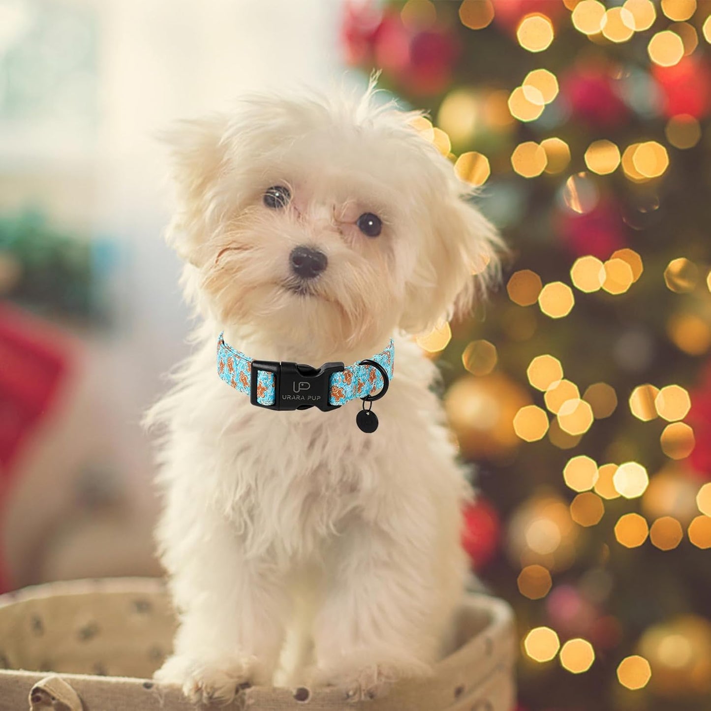 Christmas Dog Collar,Adjustable Gingerbread Pet Collar,Chriatmas Puppy Collars for Small Medium Large Dogs, M,Neck 13.5-22in