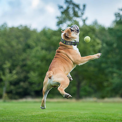 Elegant little tail Dog Collar, Holiday Pet Collar Boy Dog Collar Durable Dog Collars Ball Print Soft Pet Gift Adjustable Dog Collar for Small Medium Large Dogs