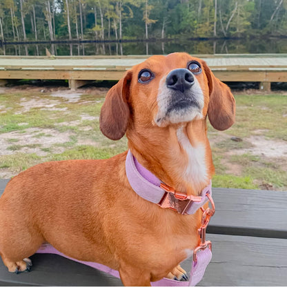 PETDURO Custom Dog Collar Personalized with Name Engraved Quick Release Rose Gold Metal Buckle for Large Medium Small Girl Dogs - Dog Leash and Bow Tie Available - Soft Comfy Velvet (Purple, L)