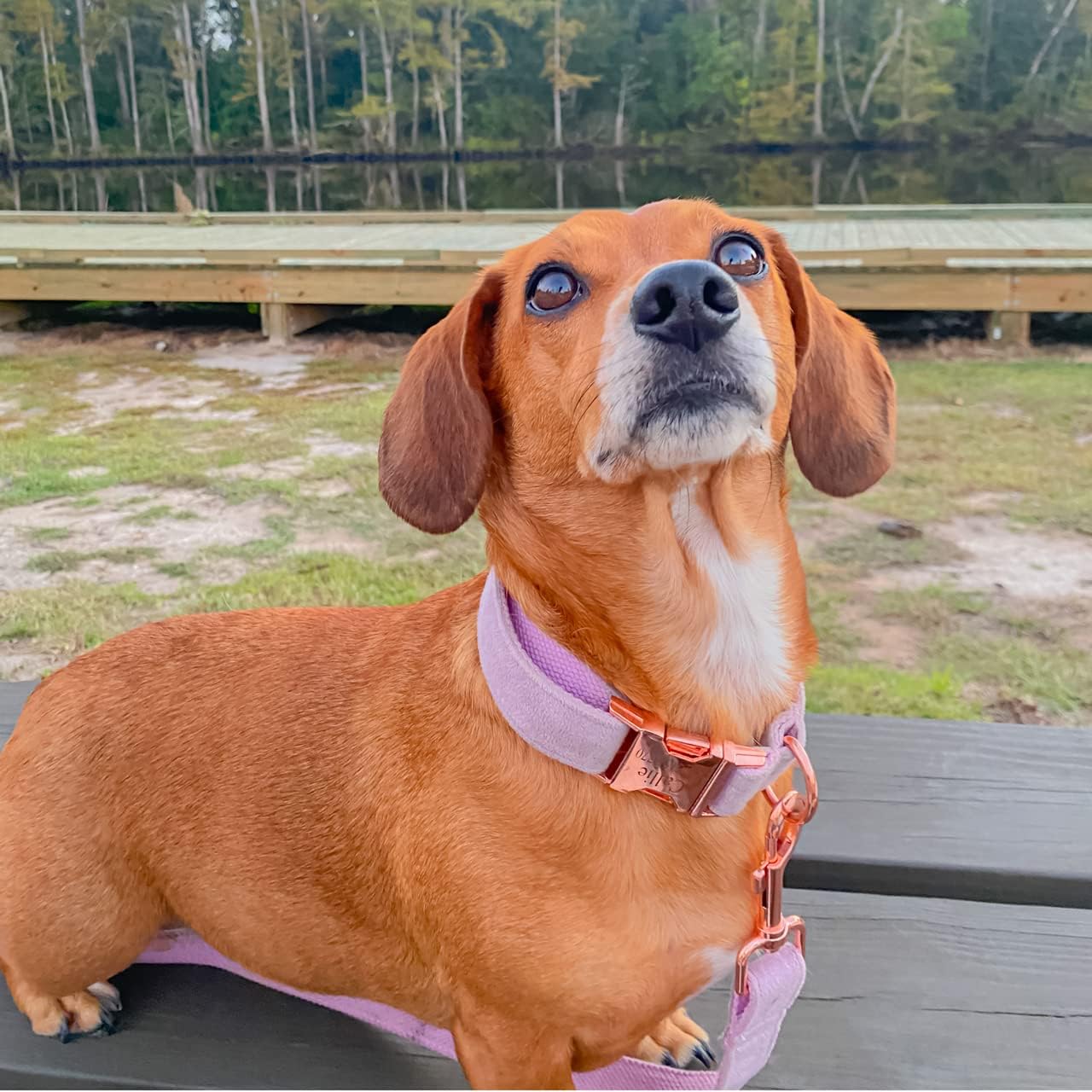 PETDURO Custom Dog Collar Personalized with Name Engraved Quick Release Rose Gold Metal Buckle for Large Medium Small Girl Dogs - Dog Leash and Bow Tie Available - Soft Comfy Velvet (Purple, S)