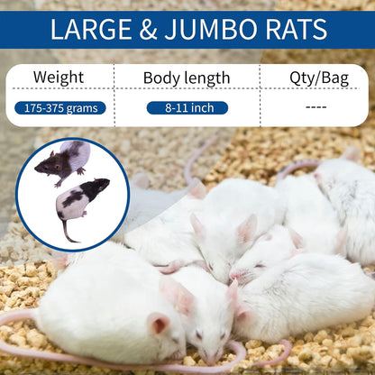 MiceDirect EST. 2003 10 Frozen Rat Combo Pack 5 Larges and 5 Rat Jumbo Feeders Snake Food (9-11 in)(450 Grams Min)