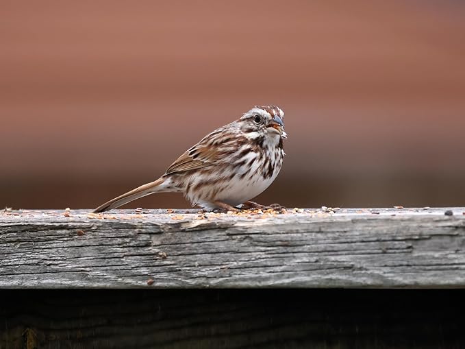 Birdseed Cylinders with Hole - Bird Seed for Outside Wild Birds (Small Cylinder, Bandit Buster 1pc)