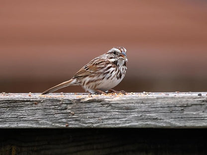 Birdseed Cylinders with Hole - Bird Seed for Outside Wild Birds (Small Cylinder, Bandit Buster 1pc)