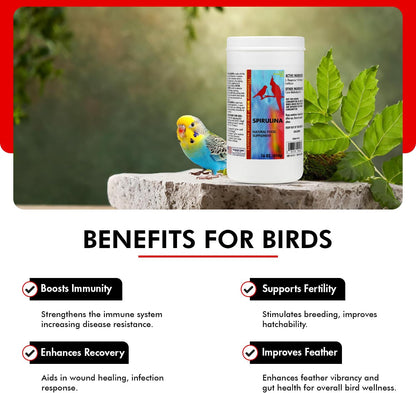 Morning Bird Spirulina, Supplement for Caged Birds, Organic Bird Food Supplement with Vitamins, Proteins, and Amino Acids for Parakeets, Cockatiels, Budgies, Finches, Canaries, and Parrots, 16 oz