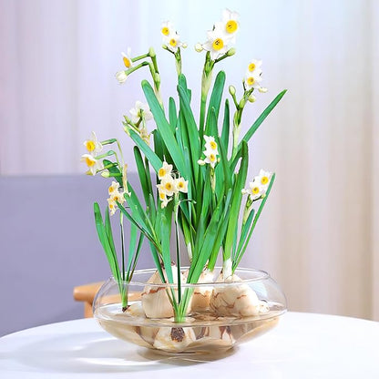 Kisangel Glass Bubble Bowl Round Fish Bowl Clear Plant Terrarium Air Planter Bulb Succulent Pot Flower Vase for Tabletop Decoration 2800ml 9.51X9.51 inch