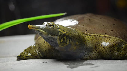 Aquatic Foods Inc. Red Shrimp - Freeze Dried 3/8" to 1/2" Red River Shrimp for All Tropical Fish, Marine Fish, Lg Cichlids, Koi & Pond Fish, Turtles, Reptiles, Rodents…3oz Small Jar