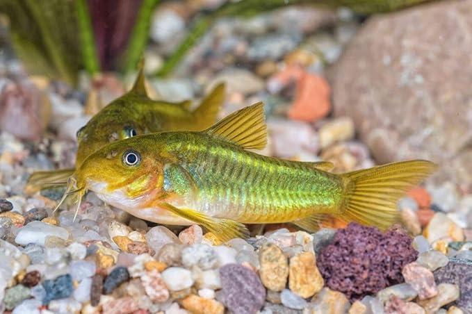 Aquatic Foods Inc. Our Original Blackworm and Color Enhancing Tropical Community Fish 1mm High Protein Sinking Pellet Mix of Blackworm and Color Enhancing Pellets…5oz Squeeze Bottle