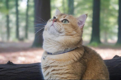 Rhinestone Cat Collar Breakaway with Bell Safety Buckle, Adjustable Diamond Girl Boy Kitty Cute Comfy Collar for Kitten Tiny Little Pets Rabbits, 6"-9" Blue Extra Small