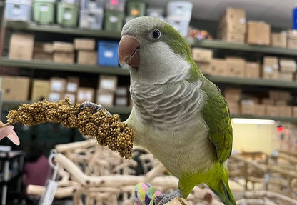 Birds LOVE Economy Special Spray Millet GMO-Free (No Stems Only Edible Tops) for Birds Cockatiel Lovebird Parakeet Finch Canary All Parrots Healthy Treat - 7oz