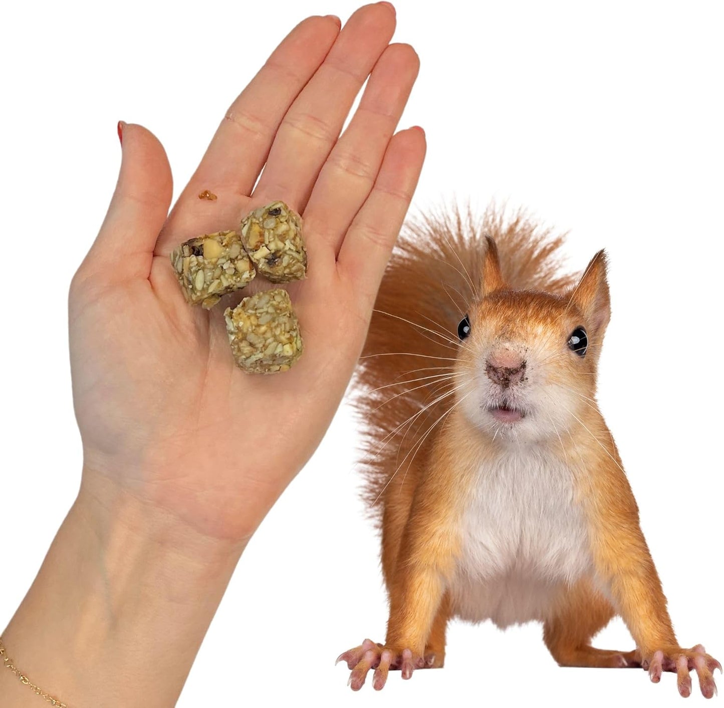 Exotic Nutrition Beneficial Blocks (10 oz.) - Healthy & Unique Supplemental Food with Nuts & Seeds for Squirrels