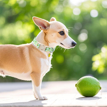 Summer Dog Collar-Refreshing Lime Pet Collars-Adjustable, Comfortable & Durable Puppy Collars for Small, Medium, Large Dogs
