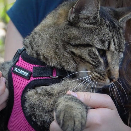 Voyager Step-in Lock Adjustable Cat Harness w. Cat Leash Combo Set with Neoprene Handle 5ft - Supports Small, Medium and Large Breed Cats by Best Pet Supplies - Fuchsia/Black Trim, XXXS