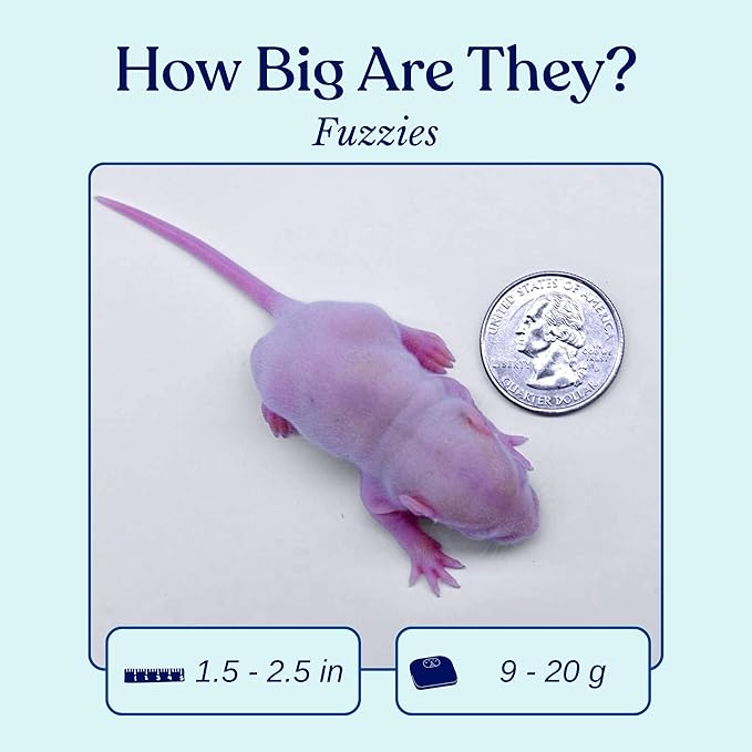 MiceDirect 40 Frozen Rat Fuzzies Feeders Snake Food for Adult Corn Snakes Ball Pythons (2-2.5 in)(360 Grams Min)(40 Count)