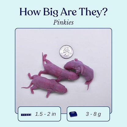 MiceDirect Frozen Pinkie Rat Food for Corn, Rat, King Snakes & Other repitles. (20 Count)