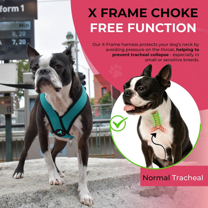 Gooby Comfort X Head in Harness - Turquoise, X-Large - No Pull Small Dog Harness, Patented Choke-Free X Frame - On The Go Dog Harness for Medium Dogs No Pull, Small Dogs for Indoor and Outdoor Use