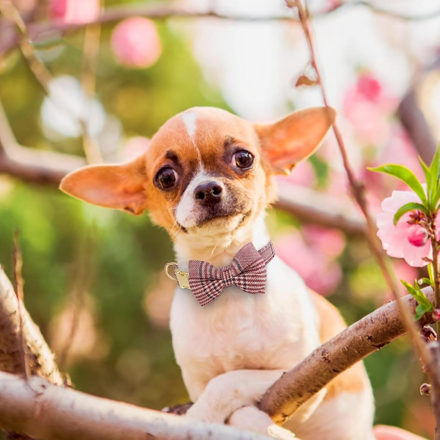 Beirui Cute Extra Small Dog Harness Collar and Leash Set with Bowtie, Soft Adjustable Plaid Puppy Harness for Small Sized Dogs Cats Walks Parties and Photoshoots(Maroon,XXS:Chest 12-14")