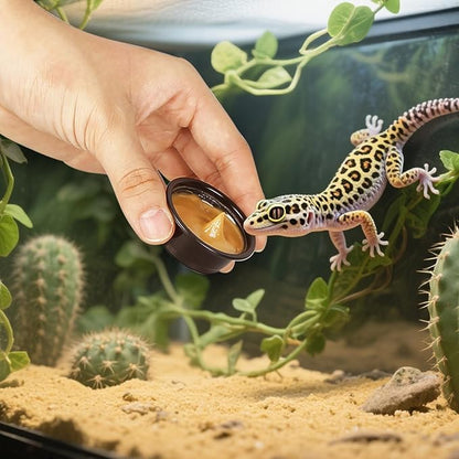 Plastic Gecko Feeding Cups, 0.5 oz Small Terrarium Bowls Reptiles Food Water Feeder Ledge Cups for Lizars,Bearded Dragon,Snake,Frogs, 100Pack Black