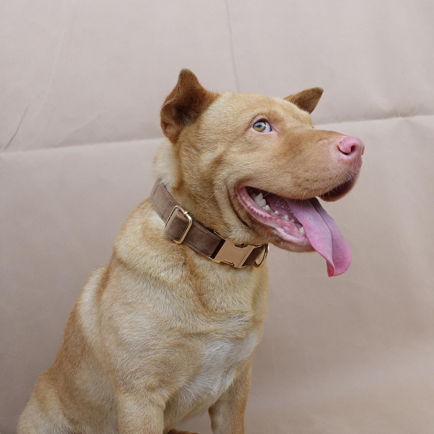 PETDURO Custom Dog Collar Personalized with Name Engraved Gold Metal Buckle for Large Medium Small Dogs - Dog Leash and Bow Tie Available - Soft Thick Velvet (Camel RG, S)