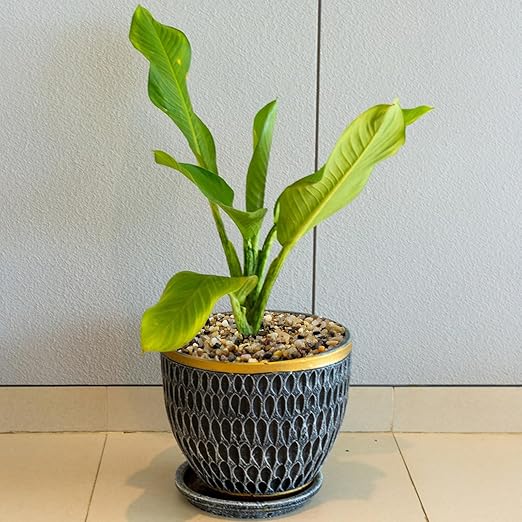 40LB Coarse Sand, Colored Rocks Pebbles, Quartz Sand for Cactus Bonsai, Succulent Plant Bonsai Paving, Vase Filling Decoration, Natural Sand for Fish Tank Decoration Paving(2-4mm)