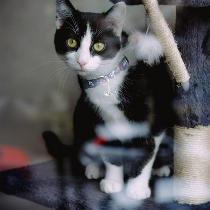 4 Pack Breakaway Cat Collar with Bell,Safety Adjustable Cat Collars Set with Flower Pattern,Ideal for Girl Cats Boy Cats