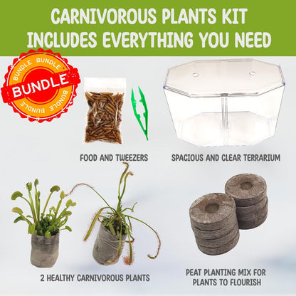 Venus Fly Trap Live Plant + Sundew Plant Set with Terrarium + Carnivorous Plants Food, Feeding Tweezers, Peat and Venus Flytrap + Sundew Carnivorous Plants Live