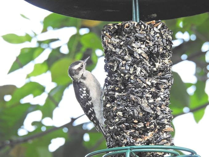 JCs Wildlife Wild Bird Blend Premium Bird Seed Small Cylinder, 1.5 lb (2 Cylinder)