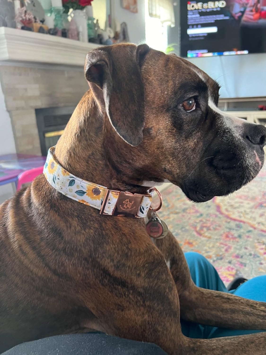 Elegant little tail Dog Collar, Sunflower Pattern Pet Collar Durable Cute Dog Collars Summer Fall Female Pet Gift Adjustable Dog Collar for X-Small Dogs