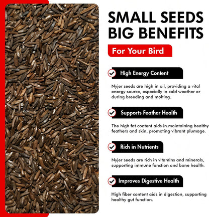 Morning Bird Nyjer Seed for Birds 4.5 lbs (3-Pack, 1.5 lbs Each)– Energizing Nutrition with Rich in Vitamins and Supplements – Ideal Bird Food for Breeding & Molting – Finch Seed for All Birds