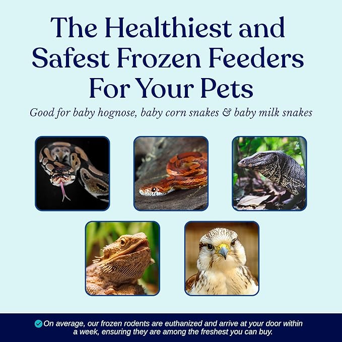 MiceDirect EST. 2003 100 Frozen Mice Pinkie Feeders Snake Food for Corn Ball Pythons Lizards (.5-1 in) (200 Grams Min)