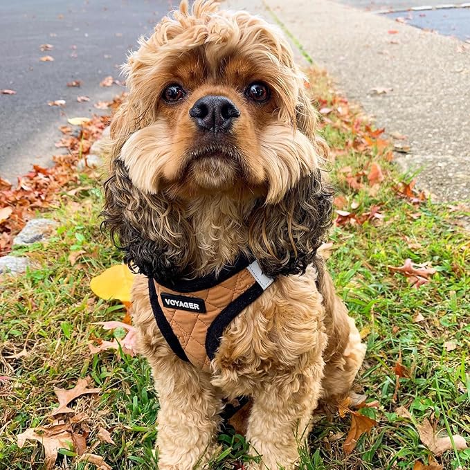 Best Pet Supplies - All Weather Mesh / Plush, Reflective, No Pull Harness for Small, Medium Dogs, Cats - Secure with Hook & Loop Fastener, Buckle, Double D-Rings - Beige Plush, M