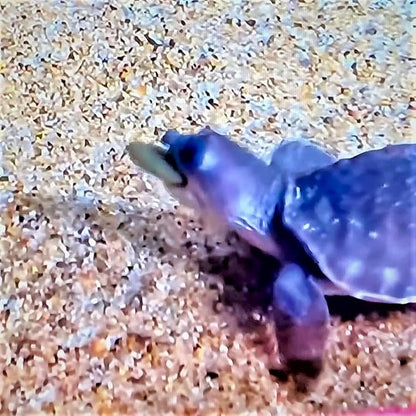 Aquatic Foods Inc. Koi Fish, Hand Feeding 12mm - 1/2" 4-Type Sinking Wafer Treats, Teach Your Koi to Eat Out of Your Hands…11oz Small Jar