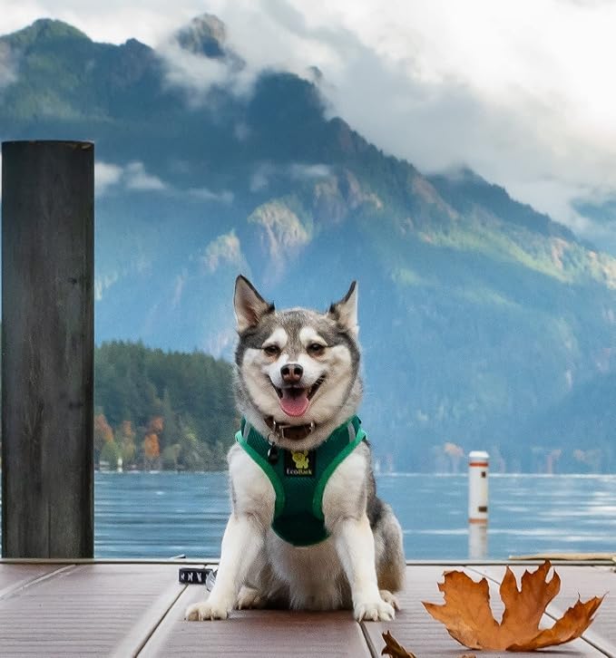 EcoBark Dog Harness - Teacup Dog Harnesses for XXXS, XXS, XS, and Small Dogs - Step in Soft Mini Body Halter - Puppy Harness- Toy Breed Dog Harness Vest Under 5 pounds lbs (XXXS, Forest Green)