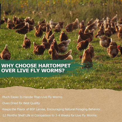 1LB Non-GMO Dried Black Soldier Fly Larvae, Superior Calcium Boost for Chickens, Better Than Dried Mealworms, Poultry Feed Ideal for Molting & Laying Hens, Wild Birds, Ducks | Top Grade BSF