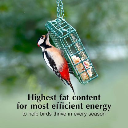 C&S Fruit n’ Nut Suet Treat, Suet Cakes for Wild Birds Including Robins, Blue Jays, Bluebirds, Tanagers, Thrushes and More, 8 Pack