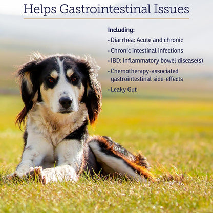 Rx Vitamins NutriGest Capsules for Cats & Dogs - Probiotics for Digestive Health Enhanced with Glucosamine for Gut Health Support - Helps with Constipation Relief and Anti Diarrhea - 90 Capsules