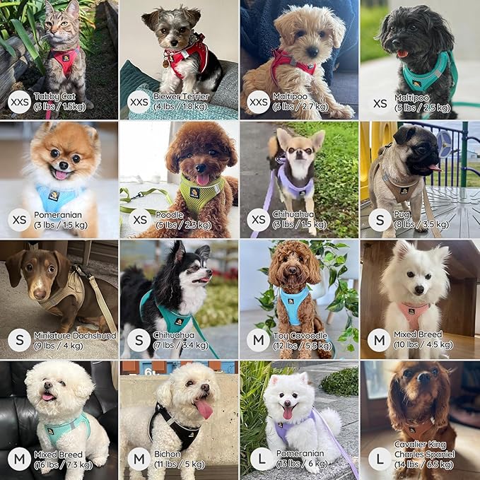 BELLA & PAL Step in Vest Harness for Small and Medium Dogs, No Pull Small Dog Harness with Leash Set, Comfortable Air Mesh Dog Vest Harness with Reflective Strip (Emerald, M)