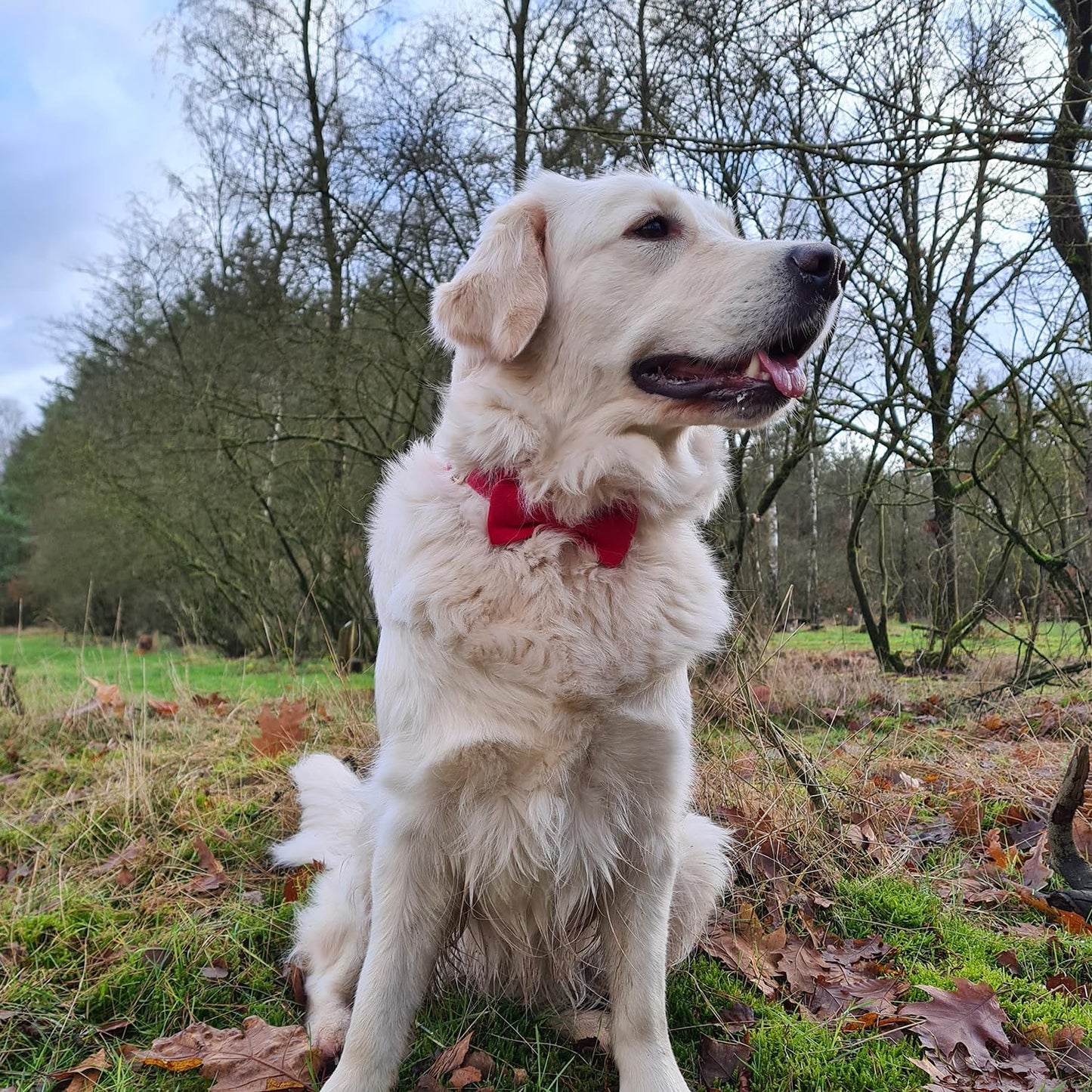 PETDURO Custom Dog Collar Personalized with Name Engraved Quick Release Rose Gold Metal Buckle for Large Medium Small Girl Dogs - Dog Leash and Bow Tie Available - Soft Comfy Velvet (Red, S)
