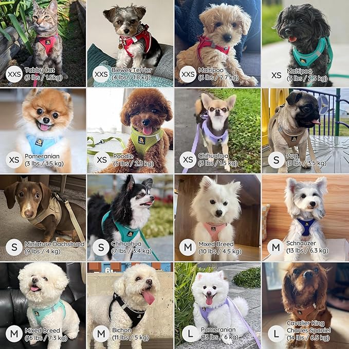 BELLA & PAL Step in Vest Harness for Small and Medium Dogs, No Pull Small Dog Harness with Leash Set, Comfortable Air Mesh Dog Vest Harness with Reflective Strip (Sapphire(Round Rope), XS)