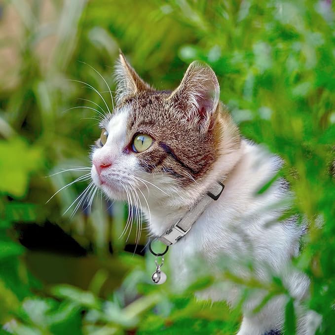 Leather Cat Collar with Buckle and Removable Bell - Non Breakaway Adjustable Soft Safety Small Pet Collars for Girl Boy Cats Kitten (Gray)