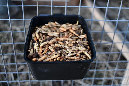 Good Deal Grubs Dried Black Soldier Fly Larvae Treat (5lb) for Chickens, Poultry, Birds, Small Pets - Protein and Calcium Supplement