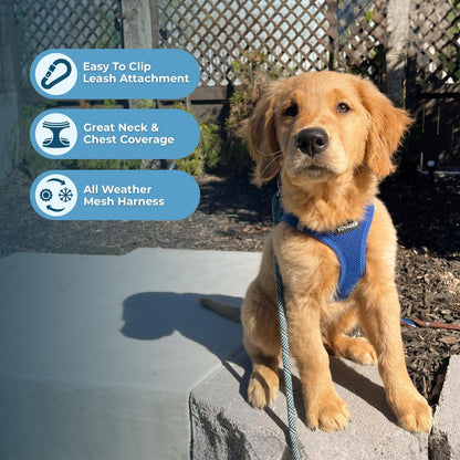 Voyager Step-In Air Dog Harness by Best Pet Supplies - All Weather Mesh Step in Vest Harness for Small and Medium Dogs, Royal Blue, size XS - Chest: 13 - 14.5"