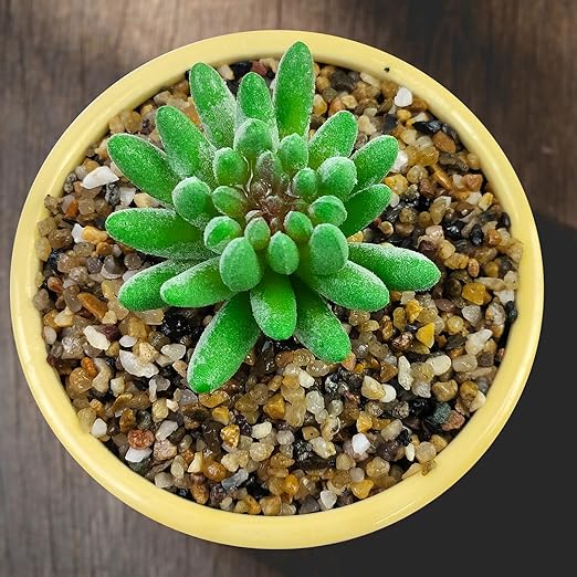 5LB Coarse Sand, Colored Rocks Pebbles, Quartz Sand for Cactus Bonsai, Succulent Plant Bonsai Paving, Vase Filling Decoration, Natural Sand for Fish Tank Decoration Paving(2-4mm)