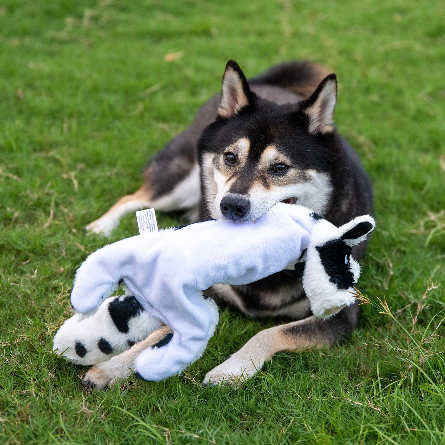 Best Pet Supplies Squeaky Dog Toys with Soft Durable Fabric for Small, Medium and Large Pets Interactive Toy for Indoor Play, Supports Active Biting and Play - Cow, Small