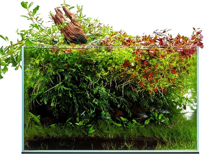 UNS Ultra Clear Rimless Tank - 20.5GAL | 77.7L - 23.62x14.17x14.17 | 60x36x36 CM, 6mm Glass Thickness, Leveling Mat Included - Low Iron, High Clarity Fish Tank w/ 45° Mitered Edge - [60U]