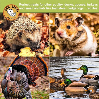 UCM Group 20LB Dried Black Soldier Fly Larvae for Chickens, Poultry, Wild Birds,100% Natural Non-GMO, No Additives, Treat, More Calcium Chickens Treats Than Mealworms, 4 Packs