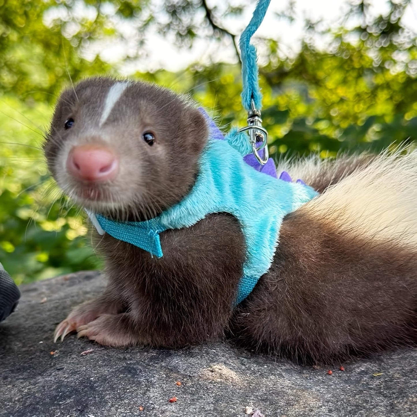 Ferret Leash and Harness Set, Dinosaur Design Small Animal Harness with Leash, Adjustable & Escape-Proof, Soft Plush Comfort for Rabbits, Kitten, Bunny, Hedgehog (Blue)